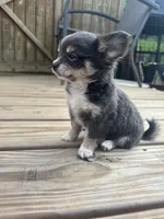 blue female long coat full AKC , a female Chihuahua for sale in Cullowhee, NC – 3 of 10