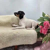 Cupcake tri female , a female Toy Fox Terrier for sale in Cullowhee, NC – 10 of 10