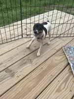 Full AKC Mini's Male #2, a male Toy Fox Terrier for sale in Cullowhee, NC – 7 of 10