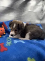 Full AKC Zina M 4, a male Shetland Sheepdog for sale in Cullowhee, NC – 8 of 10
