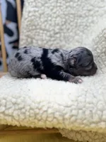 JDs Blue Merle LC Full AKC , a female Chihuahua for sale in Cullowhee, NC – 4 of 10