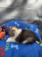 Full AKC Zina M 4, a male Shetland Sheepdog for sale in Cullowhee, NC – 2 of 10