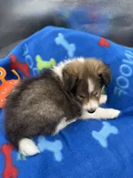 Full AKC Zina M 4, a male Shetland Sheepdog for sale in Cullowhee, NC – 10 of 10