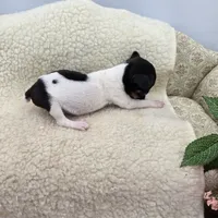 Cupcake tiny tri male, a male Toy Fox Terrier for sale in Cullowhee, NC – 9 of 10