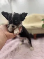 Full AKC Jack Male , a male Chihuahua for sale in Cullowhee, NC – 3 of 10
