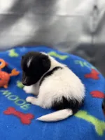 Lucy male #2 full AKC , a male Shetland Sheepdog for sale in Cullowhee, NC – 7 of 10