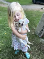 Full AKC Snowy Hidden Merle male, a male Chihuahua for sale in Cullowhee, NC – 9 of 10