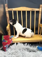 Topanga Male 1 , a male Toy Fox Terrier for sale in Cullowhee, NC – 9 of 10