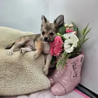 Full AKC Summer female, a female Chihuahua for sale in Cullowhee, NC – 6 of 10