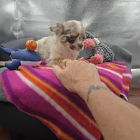 Chocolate Merle Rain full  AKC , a female Chihuahua for sale in Cullowhee, NC – 2 of 10