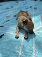 Full AKC Summer Male 2, a male Chihuahua for sale in Cullowhee, NC – 7 of 9