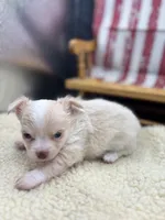Male creme blue eyes full AKC , a male Chihuahua for sale in Cullowhee, NC – 8 of 10