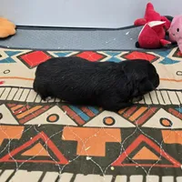 Full AKC Winnie f2, a female Chihuahua for sale in Cullowhee, NC – Photo 5 of 8