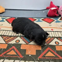 Full AKC Winnie f2, a female Chihuahua for sale in Cullowhee, NC – Photo 8 of 8