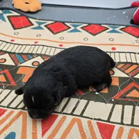 Full AKC Winnie f2, a female Chihuahua for sale in Cullowhee, NC – Photo 3 of 8