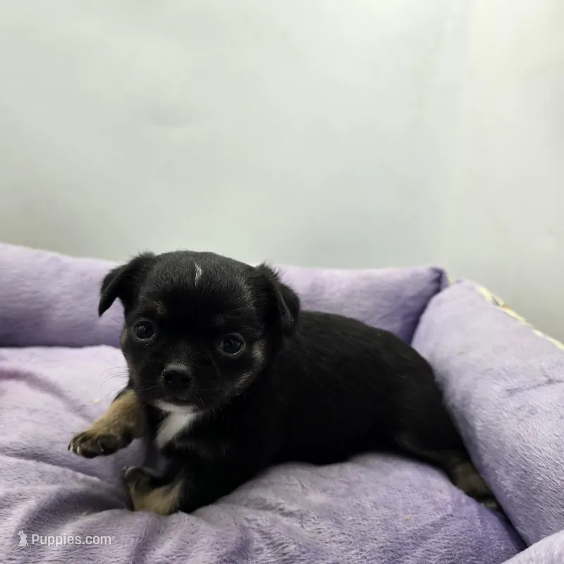 Full AKC Winnie f2 – Chihuahua puppy for sale in Cullowhee, NC
