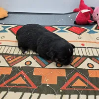 Full AKC Winnie f2, a female Chihuahua for sale in Cullowhee, NC – Photo 6 of 8