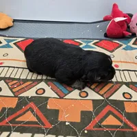 Full AKC Winnie f2, a female Chihuahua for sale in Cullowhee, NC – Photo 7 of 8