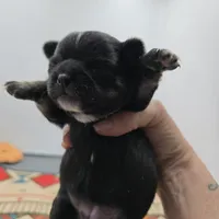 Full AKC Winnie f2, a female Chihuahua for sale in Cullowhee, NC – Photo 4 of 8