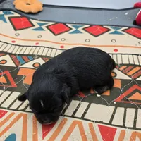 Full AKC Winnie f2, a female Chihuahua for sale in Cullowhee, NC – Photo 2 of 8