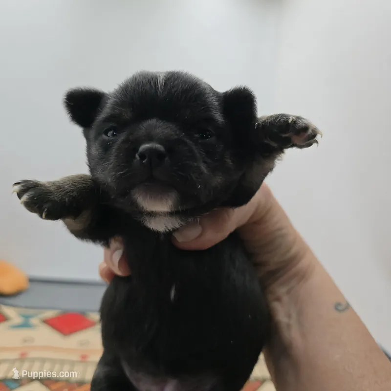 Full AKC Winnie f2 – Chihuahua puppy for sale in Cullowhee, NC