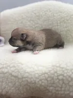 Full AKC Summer Female2, a female Chihuahua for sale in Cullowhee, NC – 9 of 10
