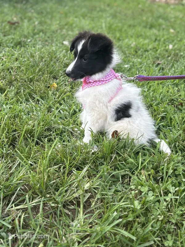 Lucy female full AKC  – Shetland Sheepdog puppy for sale in Cullowhee, NC