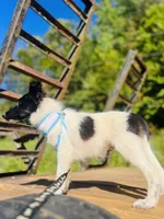 Bruno male AKC, a male Shetland Sheepdog for sale in Cullowhee, NC – 3 of 9