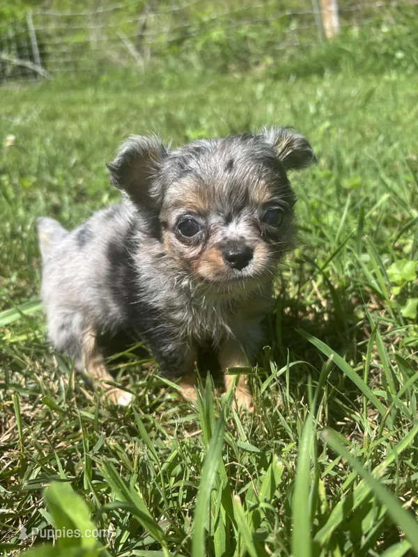 JDs Blue Merle LC Full AKC  – Chihuahua puppy for sale in Cullowhee, NC