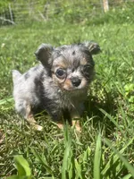 JDs Blue Merle LC Full AKC , a female Chihuahua for sale in Cullowhee, NC – 1 of 10