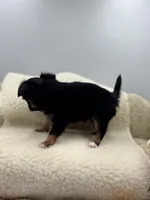 Full AKC teacup Male , a male Chihuahua for sale in Cullowhee, NC – 3 of 10
