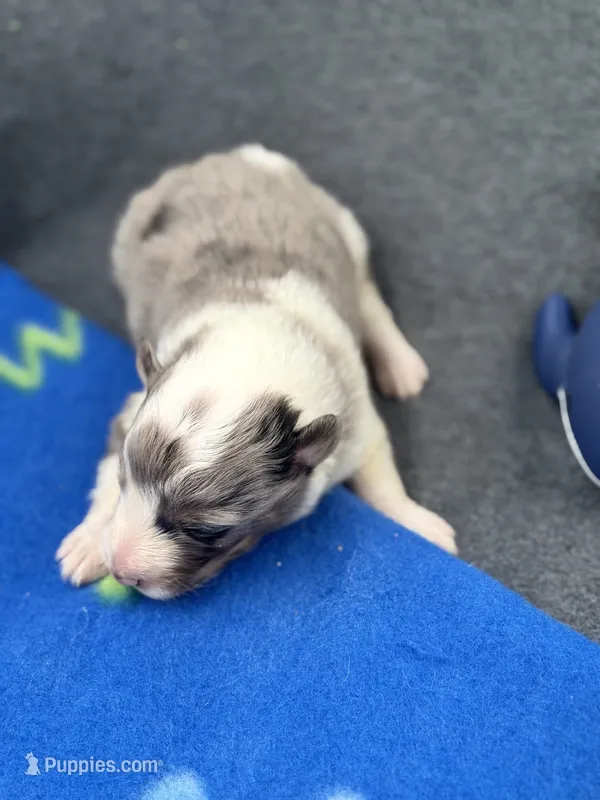 Full AKC Zina M 1 – Shetland Sheepdog puppy for sale in Cullowhee, NC