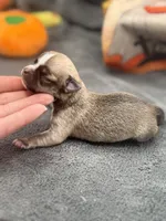 Panda male 2 full AKC , a male Chihuahua for sale in Cullowhee, NC – 10 of 10