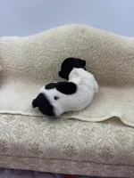 Cupcake tri male, a male Toy Fox Terrier for sale in Cullowhee, NC – 7 of 10