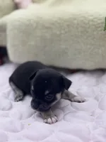 Caroline m1 full AKC , a male Chihuahua for sale in Cullowhee, NC – 9 of 10