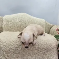 Kitkat Full Akc Champion sired female, a female Chihuahua for sale in Cullowhee, NC – 8 of 10