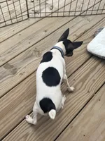 Full AKC Mini's Male #2, a male Toy Fox Terrier for sale in Cullowhee, NC – 4 of 10