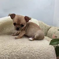 Zoey Full Akc male, a male Chihuahua for sale in Cullowhee, NC – 1 of 10