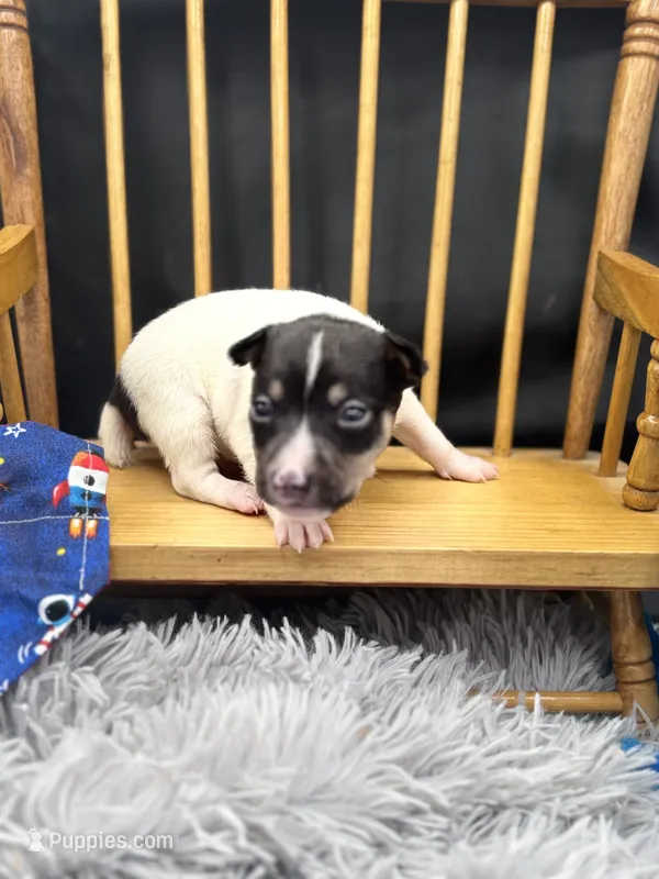 Topanga M3 – Toy Fox Terrier puppy for sale in Cullowhee, NC