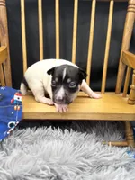 Topanga M3, a male Toy Fox Terrier for sale in Cullowhee, NC – 1 of 10