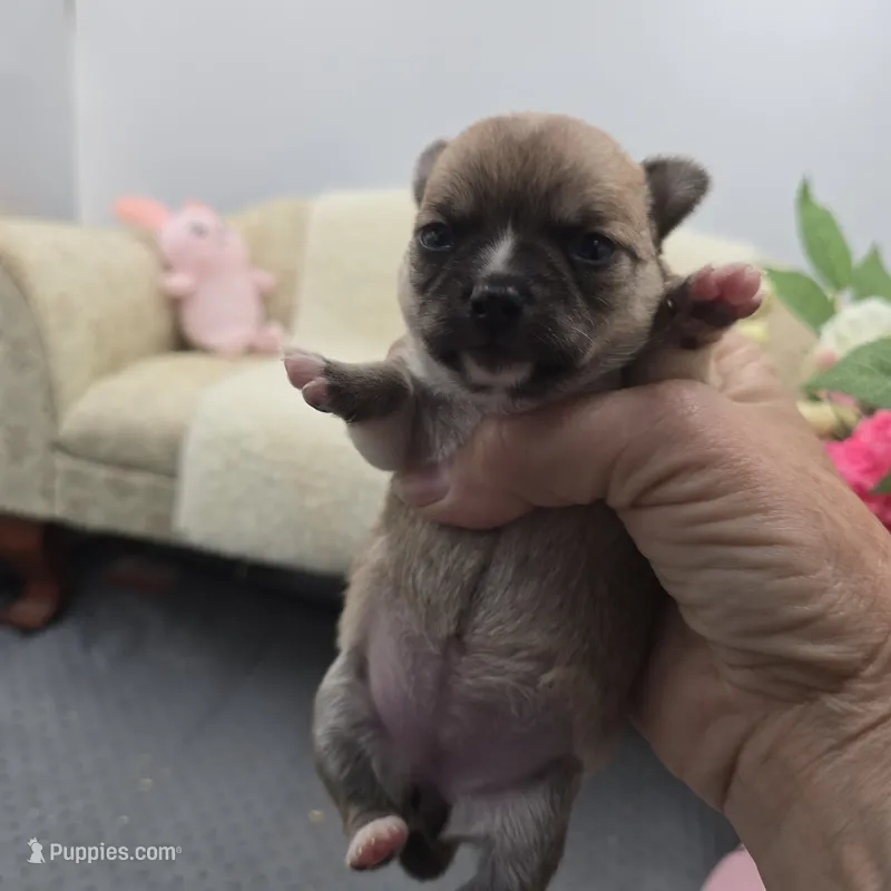 Full AKC Summer Female2 – Chihuahua puppy for sale in Cullowhee, NC