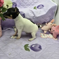 Minnie's boy full Akc, a male Toy Fox Terrier for sale in Cullowhee, NC – 7 of 10