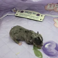 Juliette's Blue Merle female full AKC, a female Chihuahua for sale in Cullowhee, NC – 8 of 10