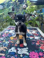 Caroline m1, a male Chihuahua for sale in Cullowhee, NC – 9 of 10