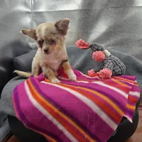 Chocolate Merle Rain full  AKC , a female Chihuahua for sale in Cullowhee, NC – 5 of 10