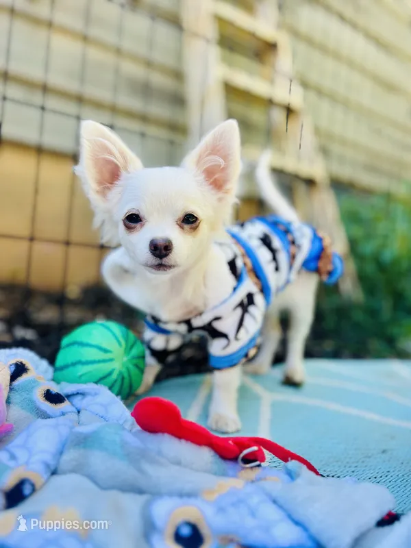 Full AKC Snowy Hidden Merle male – Chihuahua puppy for sale in Cullowhee, NC