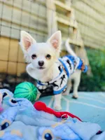 Full AKC Snowy Hidden Merle male, a male Chihuahua for sale in Cullowhee, NC – 1 of 10