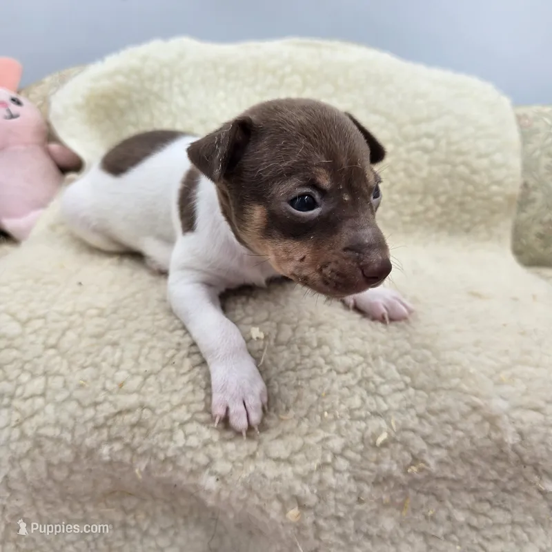 Cupcake chocolate male – Toy Fox Terrier puppy for sale in Cullowhee, NC