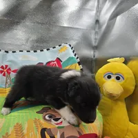 Farrah full akc male Bi-blk, a male Shetland Sheepdog for sale in Cullowhee, NC – 6 of 8