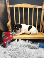 Topanga Male 1 , a male Toy Fox Terrier for sale in Cullowhee, NC – 2 of 10